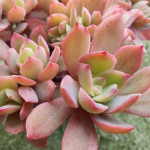 다육세상 다육이 러우 철화, 1개