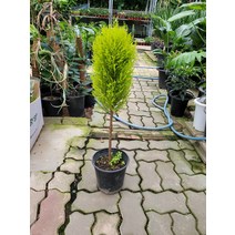 60~90cm 외목대 율마 대품 249