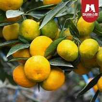 마녀바스켓 [마녀바스켓] 제주도 조생 감귤 2kg_소과(2S~S), 1