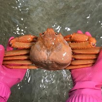[울진홍게] 먼 바다조업 울진 후포 박달홍게 4kg(자숙8-10마리), 단품