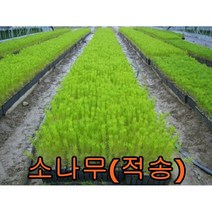 소나무(적송)2년생분묘 10그루 나무 묘목 소나무 적송
