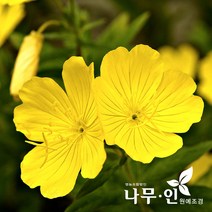 [나무인] 낮달맞이꽃(황금달맞이) 5포트, 1개