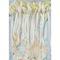 한방 새싹땅콩, 100g, 1개