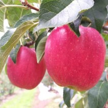 삼척원더풀사과 5kg 20-24내외 덕풍계곡 청옥산 댓재사과, 상세페이지 참조