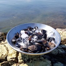 홍합1Kg 국내산 산지직송 홍합탕 깐홍합 홍합살 생홍합 피홍합, 1kg, 1개