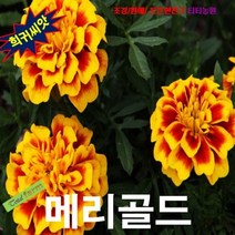 (희귀씨앗) 프렌치메리골드 선셋 10립, 상세페이지 참조