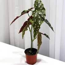 미미네가든 베고니아 마큘라타 1포트 - 희귀식물, 단품, 1개