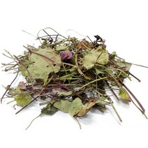 천년약초 제주도 자연산 참가시나무잎300g 참가시나무, 150g, 1개