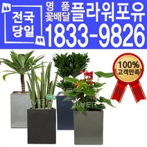 관엽식물 공기정화식물 대전 대구 울산 개업화분 화분배달, (선택24)해피트리