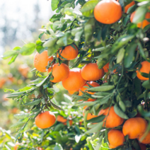 지앤제이 고씨네 특급 오렌지 고당도오렌지 3kg 블랙라벨