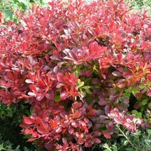 목하원예조경 (전국최저가) 신품종 매자나무 묘목 (파이어볼) 7치 화분묘