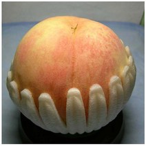 복숭아나무 백도복숭아(경봉)[접목1년생] ulmt