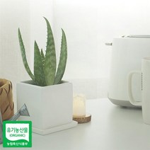 유기농 생알로에 사포나리아 모종 3개 미세먼지 공기정화