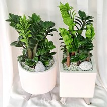 매장인기상품 플라워석 추천상품 보석금전수 45cm + 화이트도자기 예쁜화분 키우기쉬운 보석 금전수 공기정화 반려식물 선물강추, 사각
