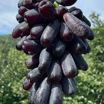 칠레산 포도 씨없는 가지 스위트 블랙 사파이어포도 900g