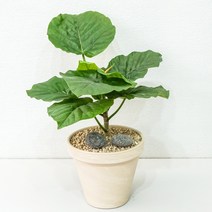 휘커스 움베르타 중형 실내공기정화식물 플랜테리어 카페식물, 2.독일토분_모카, 1개