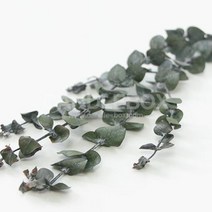 블랙잭 유칼립투스