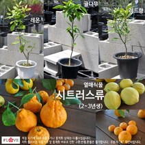 귤나무, 한라봉, 1개