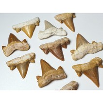 모로코 크래토렘나 상어이빨화석 / Fossil shark teeth 상어목걸이 진품화석 관찰표본 고생물 이색수집품