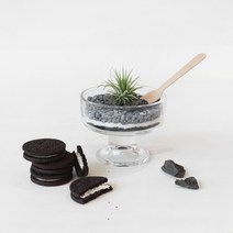 이오난사 테라리움 만들기 디저트 쿠앤크 키트, 테라리움 디저트 키트 쿠앤크