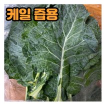신선한 케일 즙용 1kg / 2kg 국내산