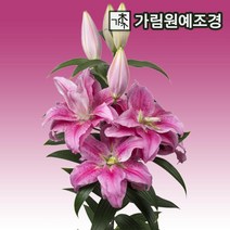 백합 릴리 로즈릴리 구근 5구세트 가림원예조경, 로즈릴리:클라리사(5구세트)