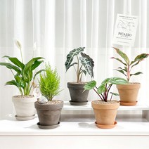 갑조네 공기정화식물 41종 화분세트 독일토분, 26.로즈마리, 독일토분13cm(앤틱), 화분받침/관리키트증정
