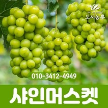 신품종 청포도(샤인머스켓) 삽목2년 지주화분