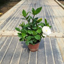 봄바람가든 꽃치자 꼼꼼한포장 치자나무 향기좋은식물