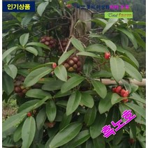 포트묘 흑노호 묘목 5주, 상세페이지 참조