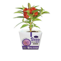 두두엠 그로우키트 봉선화 키우기, 5개