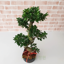도희씨네 정원>> 고풍스러운 분재 미니 가지마루펜다 289, 1개” class=”wr-img”></a></div></p></div></p></div></p></div><div class=