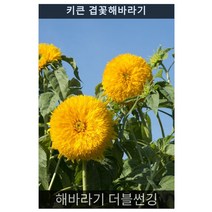 해바라기 더블썬깅 10립/가정용녹화/봄파종꽃씨/씨앗판매