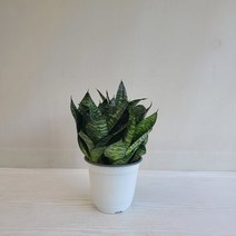 온누리농원/ 청하니/공기정화