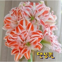 아마릴리스구근(댄싱퀸), 1개