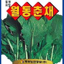 [가람종묘사] 월동춘채 씨앗(일명 하루나라고 불리는 야채이며 김치 및 무침나물로 많이 쓰이는 품종)