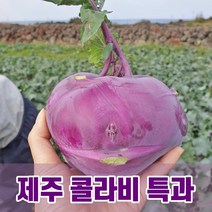 [자연의정석] 당도높은 제주 콜라비 최상품 5kg 10kg 15kg 산지직송, 특과 15kg(18-28과)