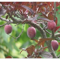 충주원예조경 자두나무(후무사)*1등묘(5주묶음), 주