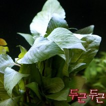 [판타날 레드핀 1포트 [미미네아쿠아