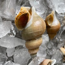 선주직송 당일조업 포항 활백골뱅이 백고동, 선택: 3. 백골뱅이 대 1kg (10~20미)