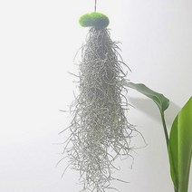 러브코리아 틸란드시아 이끼수염 집에서키우기쉬운식물 (틸란드시아이끼수염/이끼수염식물/인테리어화분/공기정화식물/식물/원예/건강/생활 추천)