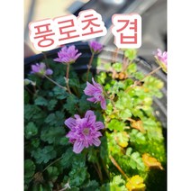 풍로초-겹-핑크
