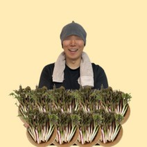 산지직송 당일수확 강원도 땅두릅 300g 500g 1kg 2kg