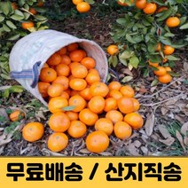 제주도 귤 제주감귤 3kg 5kg 10kg 조생 극조생 서귀포 감귤 햇 고당도 가정용 노지감귤 밀감 제주 산지직송 택배, 로얄과 ( S ), 5kg (2개 구매시 11KG 발송)