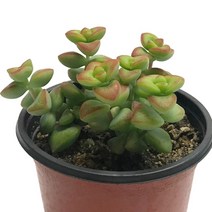 브레비폴리아-원종애성/크라슐라/다육식물, 1개