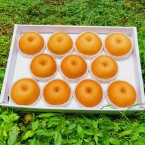 울주 해풍을 맞고 자란 서생배 5kg 가정용 선물용, 서생배 5kg/가정용/대과/8~9과