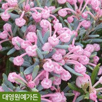 각시석남 2L포트 애기진달래 안드로메다 봄꽃, 컴팩타 2L(17cm)포트