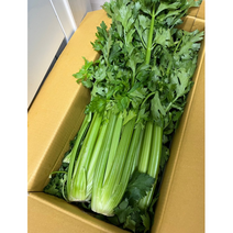 국내산 샐러리 셀러리 아삭한 주스용 쥬스용 녹즙용 celery 샐러리야채 샐러드 야채 녹즙재료, 2kg