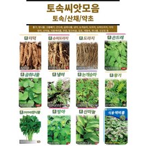 토속 토종 민속 약초 채소 모음 / 도라지 더덕 슈퍼도라지 명이나물 달래 취나물 곰취씨앗 산마늘씨앗, 7. 눈개승마 1g