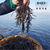 당일채취 자연산 생톳 톳 톳나물 무침, 생톳 2kg